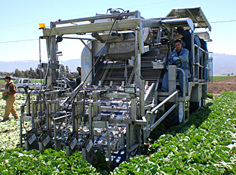 lettuce harvester